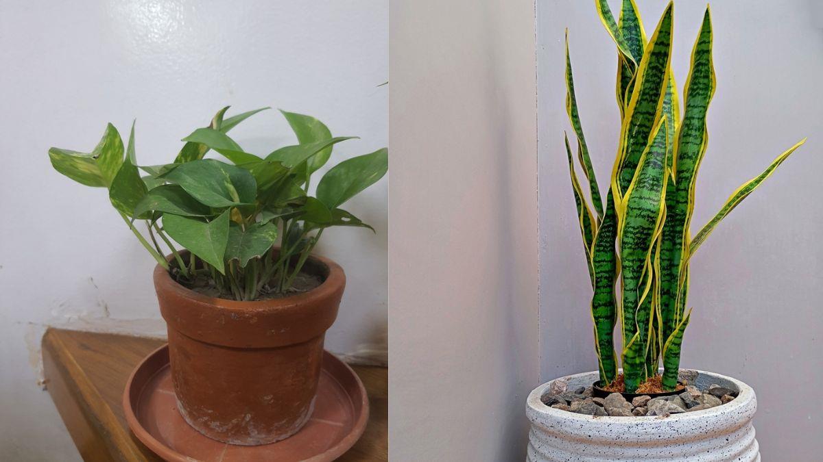 Ni potus ni sansevieria: las mejores plantas para tener en apartamentos pequeños